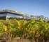 Bodegas Samaniego