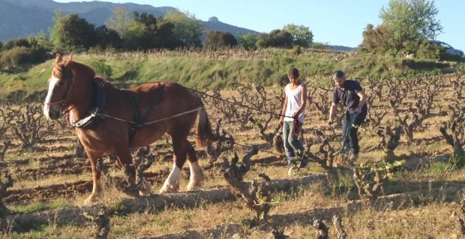 Bodegas Elvillar