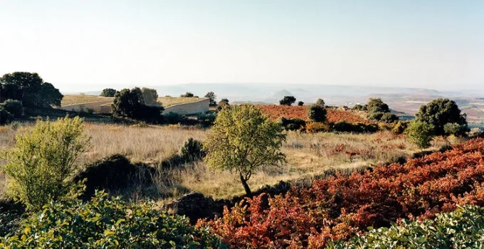 Bodegas Lanciego